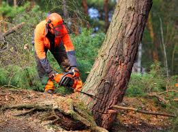 How Our Tree Care Process Works  in Breckenridge, TX